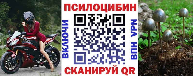 где купить   блэк спрут зеркало  Псилоцибиновые грибы Cubensis  Кинель 