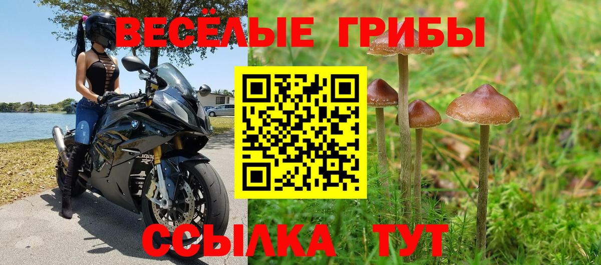 Галлюциногенные грибы Psilocybe Кинель